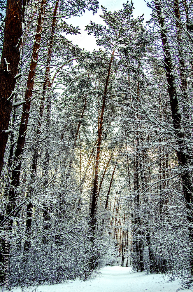 The trail through the snowy forest. The trail through the snowy forest.