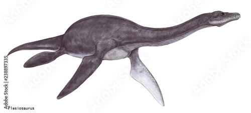プレシオサウルス　三畳紀後期からジュラ紀前期のヨーロッパの海域に生息した。首長竜といわれる海竜の中で代表的な海棲爬虫類。体長は5メートルとやや小型　ひれの骨格構造から深く潜ることができなかったという説もあり、比較的浅場の海域に生息していたといわれている。上下の歯のかみ合わせは格子のように組み合い、捕食したイカや魚を逃がさない構造をしている。 photo