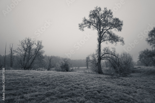 Landscape with lonely tree, black and white
