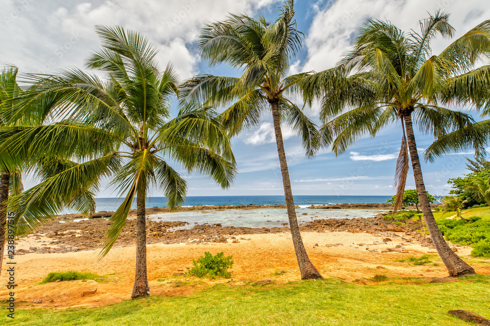 Fototapeta premium Beautiful Beach in Oahu