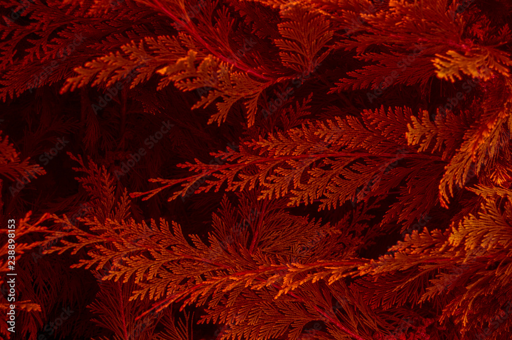 Organic ornament. Thuja, cedar branch and leaves, nature background Organic ornament. Thuja, cedar branch and leaves, nature background