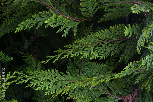 Organic ornament. Thuja  cedar branch and leaves  nature background