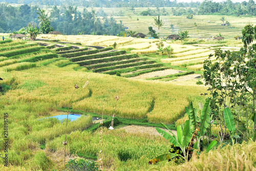 Rice terraces, Jatiluwih, UNESCO World Heritage Site, Bali Island, Indonesia, Asia