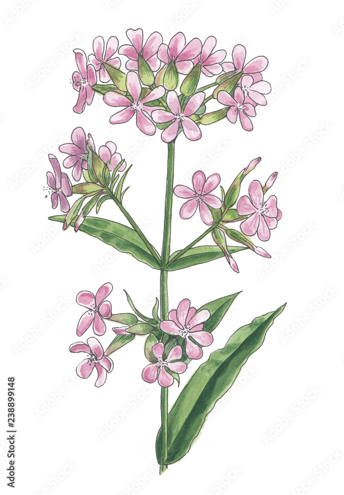 Botanical watercolor illustration of pink wildflower.