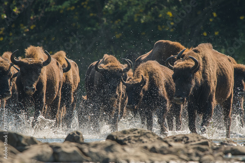 Wisents (Bison bonasus) in the San river. Bieszczady Mountains. Poland. © Szymon Bartosz