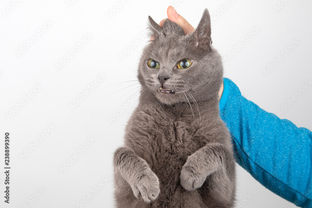 the grey cat is held by the man's hand by the scruff the grey cat is held by the man's hand by the scruff