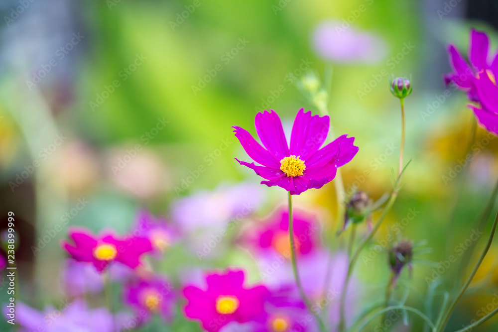 Cosmos flowers blooming in the garden.Pink and red cosmos flowers garden, soft focus and look in blue color tone.Cosmos flowers blooming in Field. Cosmos flowers blooming in the garden.Pink and red cosmos flowers garden, soft focus and look in blue color tone.Cosmos flowers blooming in Field.