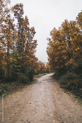 road in autumn forest