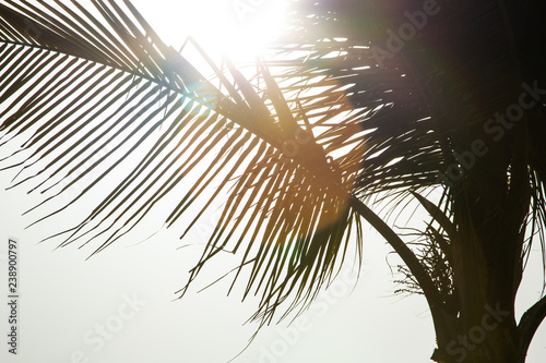 Fototapeta Naklejka Na Ścianę i Meble -  palm southern background