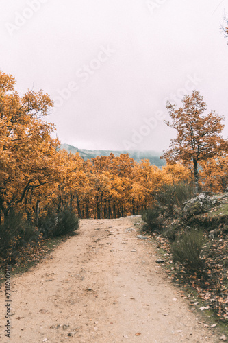 road in autumn forest