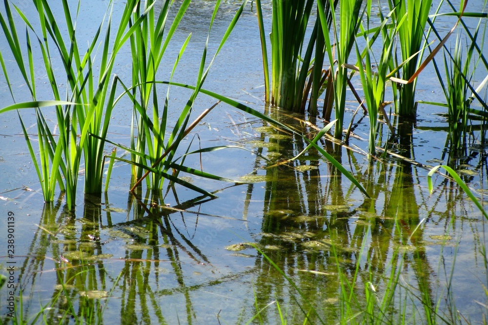 reed in the lake in the water, summer, reflected in the water reed in the lake in the water, summer, reflected in the water