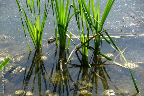 reed in the lake in the water, summer, reflected in the water