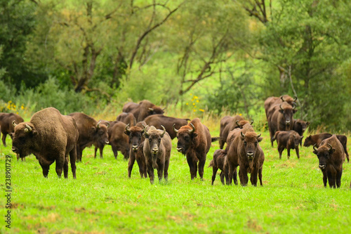 Fototapeta Naklejka Na Ścianę i Meble -  Wisent (Bison bonasus) in the meadow. Bieszczady Mountains. Poland.