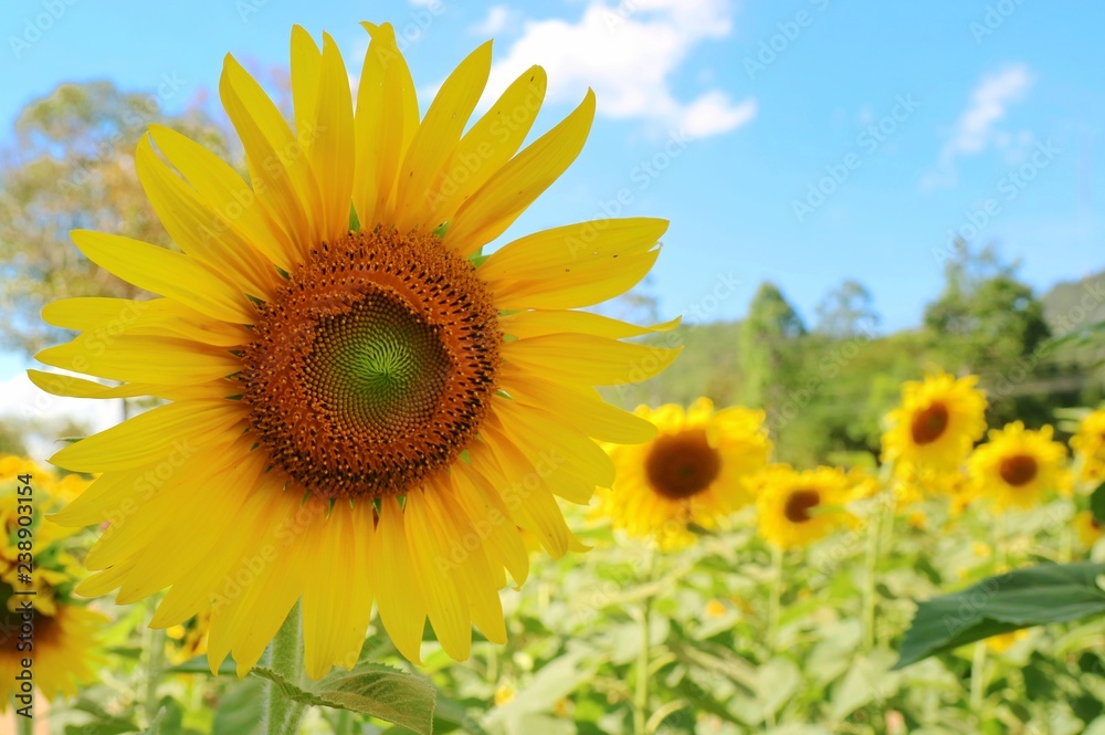 Beautiful sunflower blooming with sunflower garden, big tree and blue sky. Nature background concept.