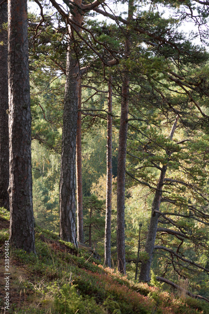 beautiful pine forest, sunny day beautiful pine forest, sunny day