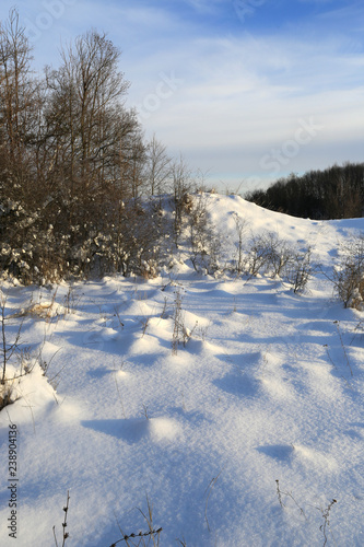 winter scene on meadow in forest
