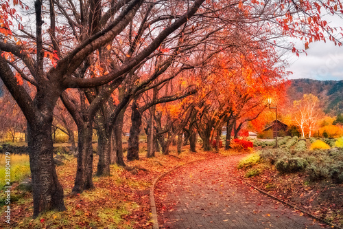 Fallen Leaves on the Autumn Path in Japan