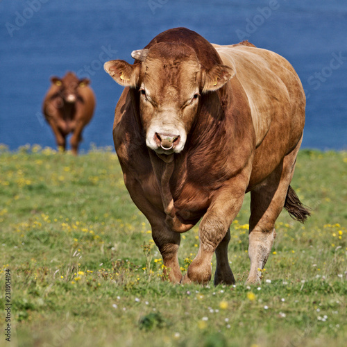 Cows in field, Orkney, Scotland