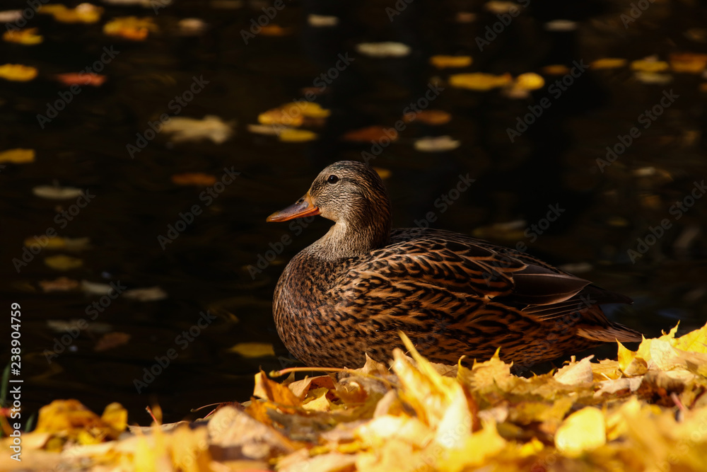 Wild duck mallard female on the street near the water on a background of orange autumn foliage in sunny weather Wild duck mallard female on the street near the water on a background of orange autumn foliage in sunny weather