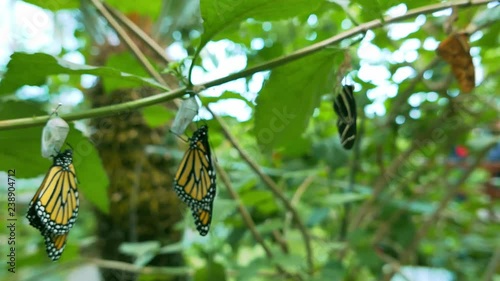 Hanging butterflies and cocoons on green branch in Butterfly Conservatory.