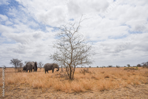 herd of african elephants with tree and landscape