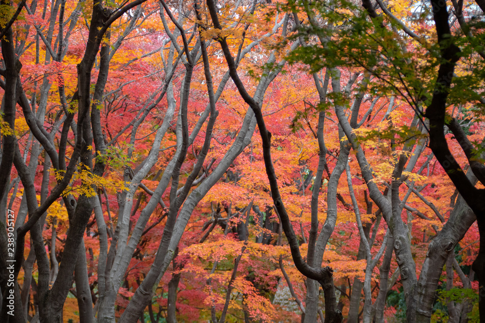 紅葉の写真