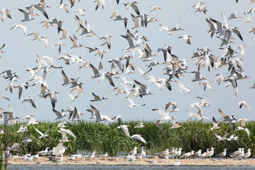 flock of birds