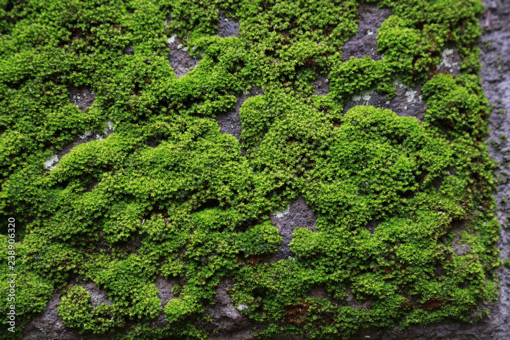 苔が生えた石