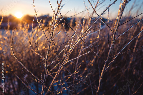 Frozen beautiful plants covered with icicles in sunlight. Winter background. Selective focus. Shallow depth of field