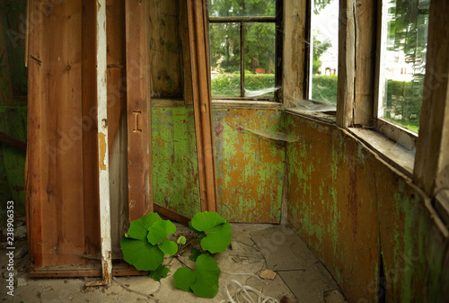 Ancient, abandoned wooden house interior. Spiderwebs and peeling green paint. © trialartinf