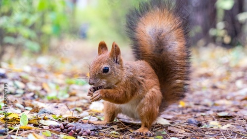Beautiful Squirrel close up with fluffy tail in forest  Tomsk
