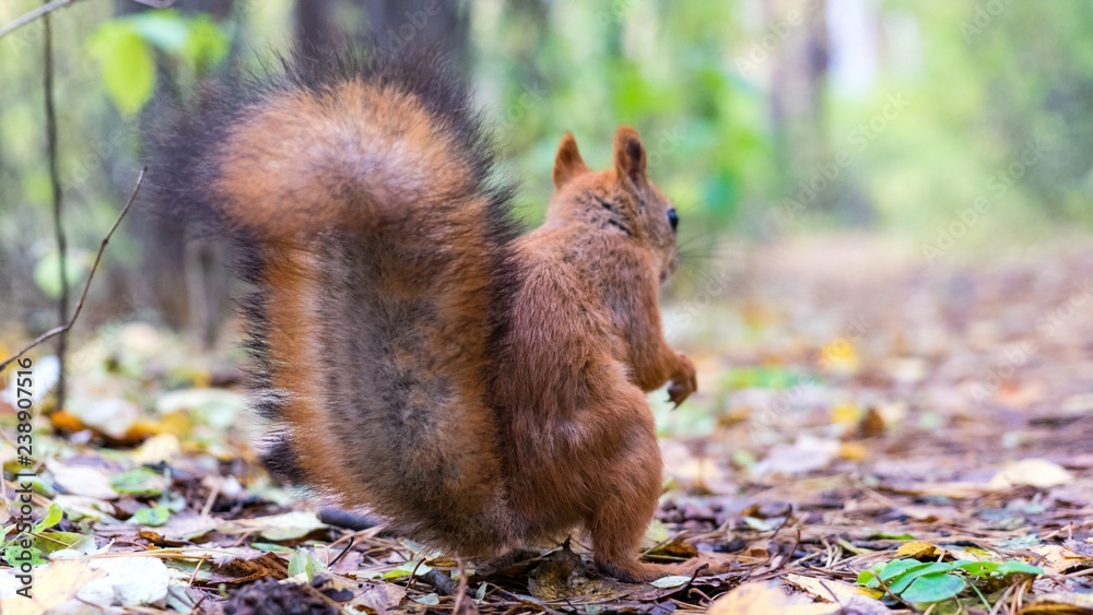 Fototapeta premium Beautiful Squirrel close up with fluffy tail in forest, Tomsk