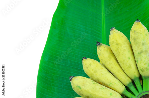 Cultivated banana on banana leaves