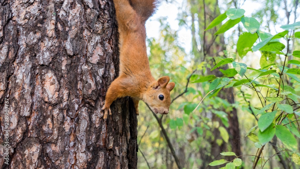 Beautiful Squirrel close up sits on the tree, Tomsk