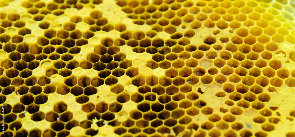close up bee honeycomb background. honey cells close up bee honeycomb background. honey cells