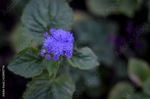 Цветок, Flower