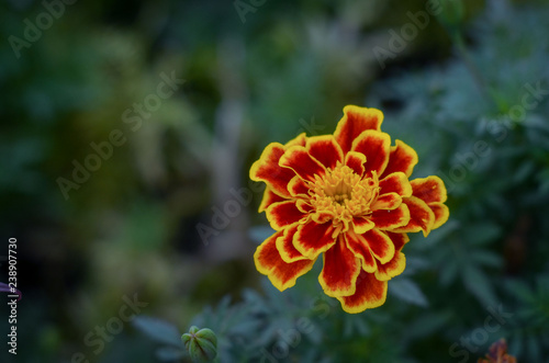 Цветок, Flower