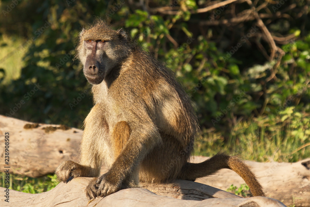Chacma Baboon monkeys in Chobe National park in Botswana in Africa