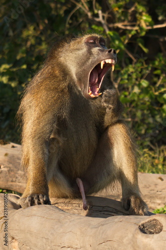 Chacma Baboon monkeys in Chobe National park in Botswana in Africa