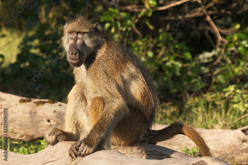 Chacma Baboon monkeys in Chobe National park in Botswana in Africa