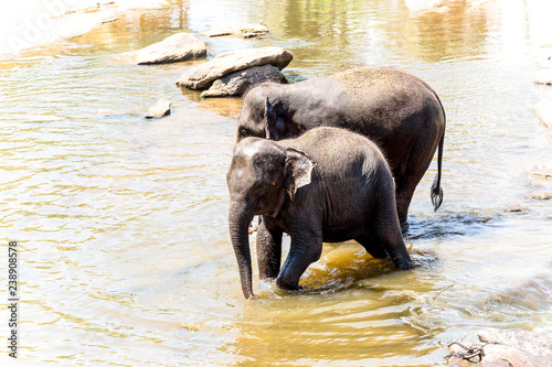 Photography The herd of elephants