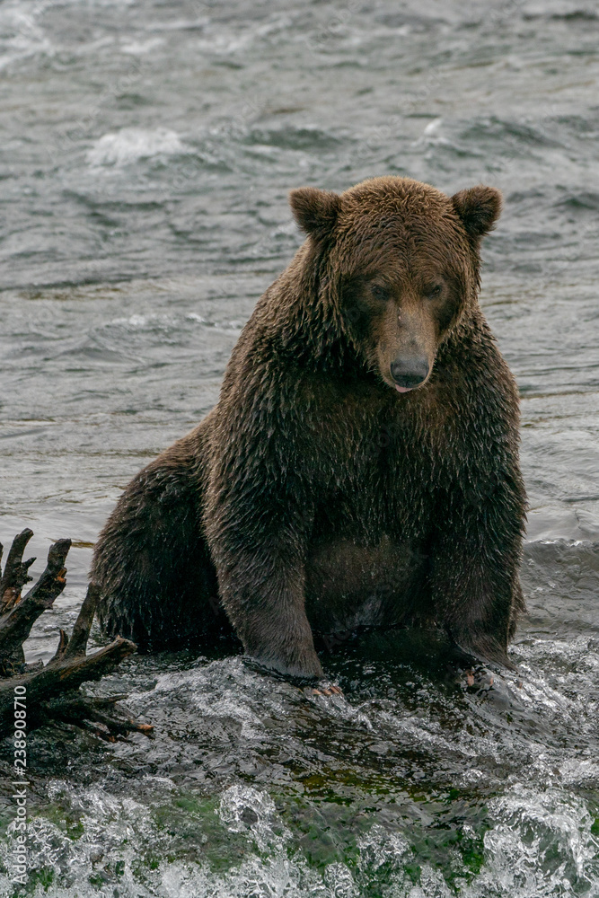 Fototapeta premium Dark Brown Grizzly Bear at the Top of Waterfall