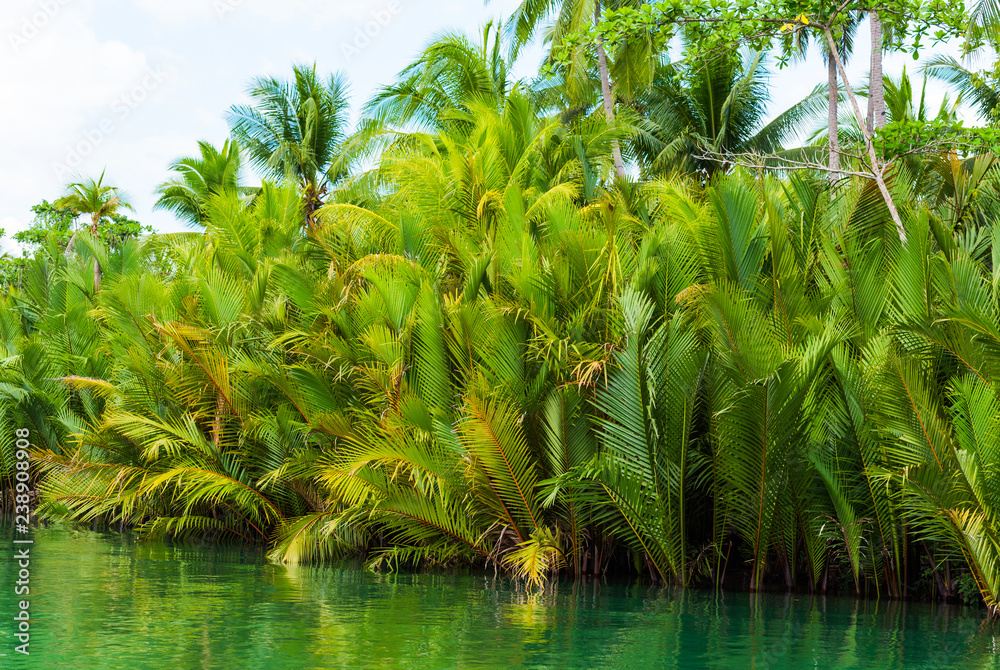 View of jungle green river Loboc at Bohol island of Philippines. View of jungle green river Loboc at Bohol island of Philippines.