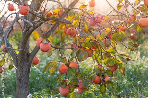 Fotografi Dulces caquis en los árboles en otoño en España al amanecer