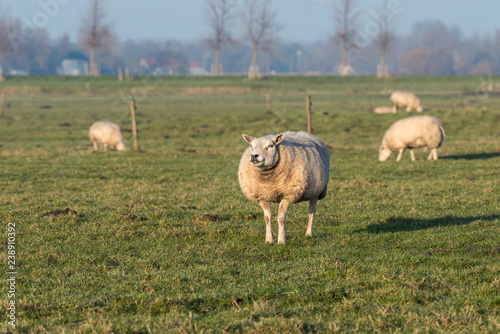 Sheep are grazing in a field on a lovely day in winter photo