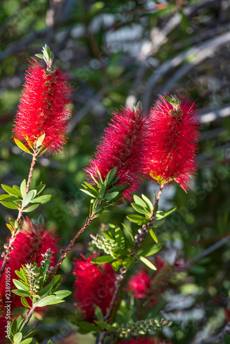 A red colour spiky bottlebrush bush (Callistemon)