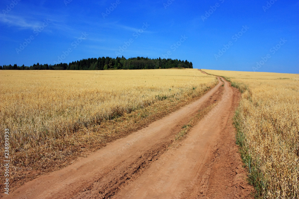Dirt Road in Rye Field Dirt Road in Rye Field