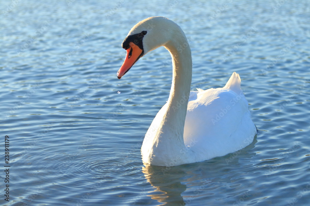 Swan on lake Swan on lake