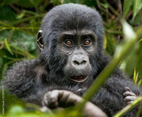 Gorilla baby © Mark Paul