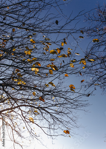 Autumn leaves with the blue sky background © Maksim Kostenko